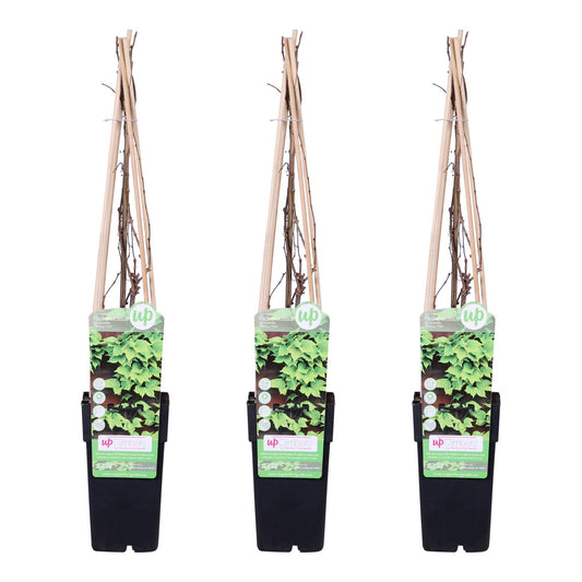 3x - Parthenocissus tricuspidata 'Veitch Boskoop' - ↨65cm - Ø15