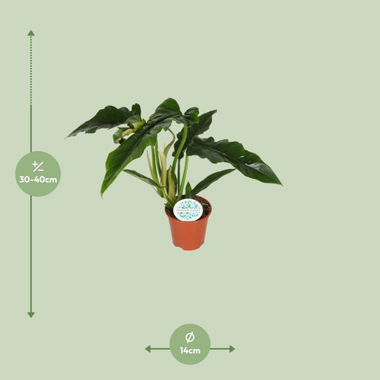 Philodendron Narrow - Ø14cm - ↕40cm