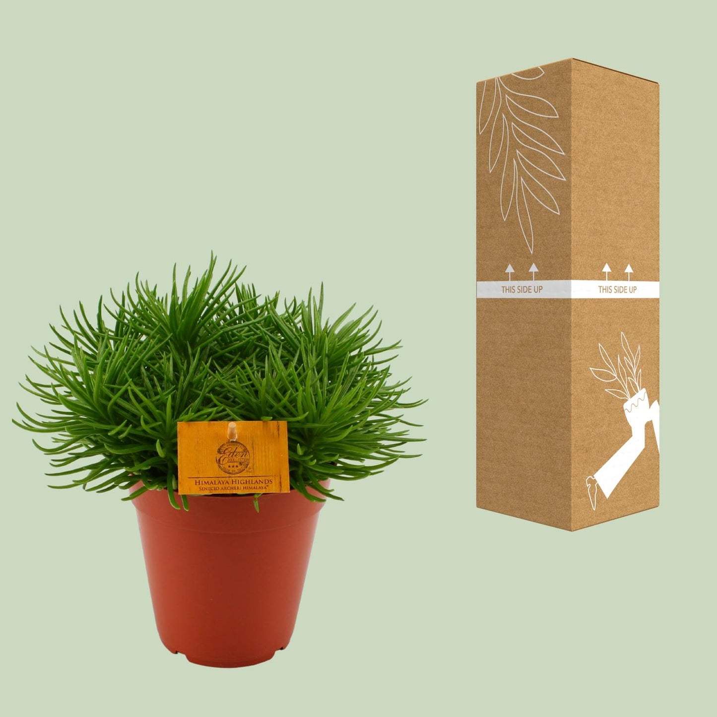 Senecio Himalaya - Ø15cm - ↕25cm