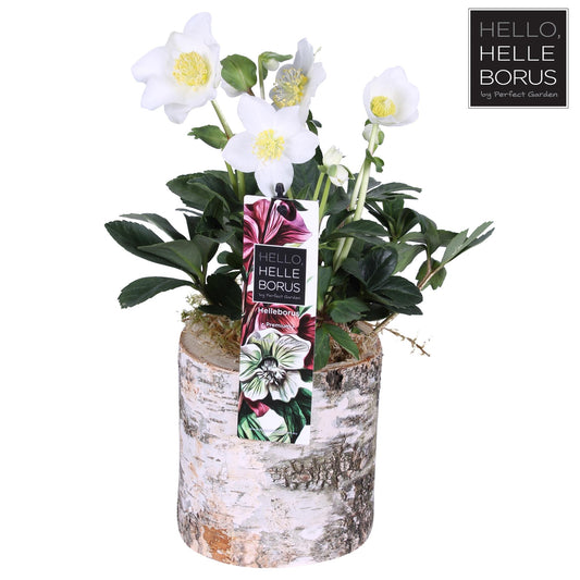 Helleborus Niger 'Christmas Carol' P12 (Wood Series) - Ø12cm - ↕25cm