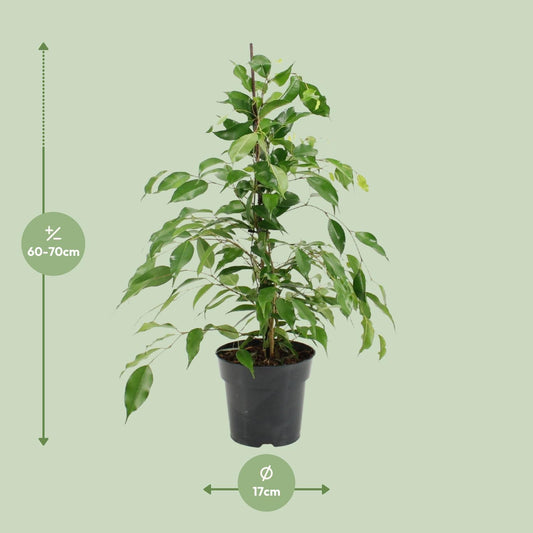 Ficus Benjamina Danita - Ø17cm - ↕70cm