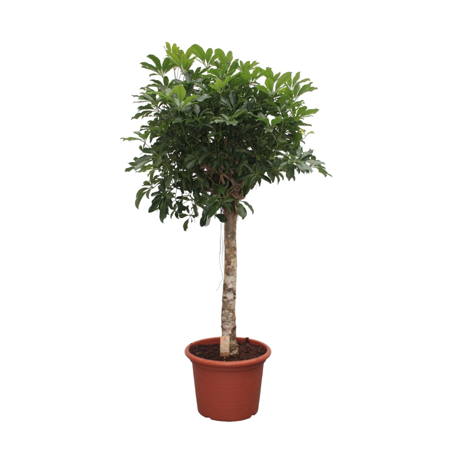 Strahlenaralie Compacta – 180 cm pflegeleichte Zimmerpflanze
