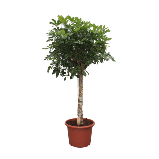 Strahlenaralie Compacta – 180 cm pflegeleichte Zimmerpflanze