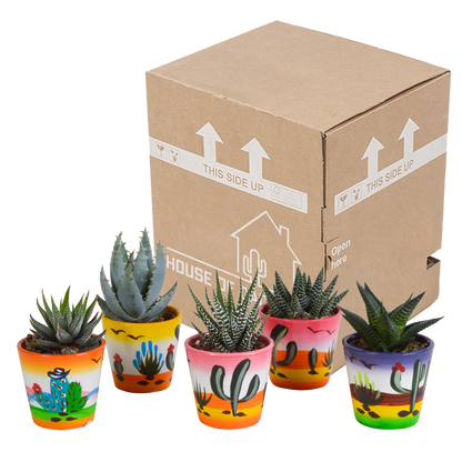 Gasterie & Haworthie Mix – 5er Set im Mexiko-Topf 5,5 cm