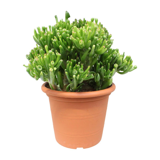 Crassula Hobbit - Ø23cm - ↕35cm