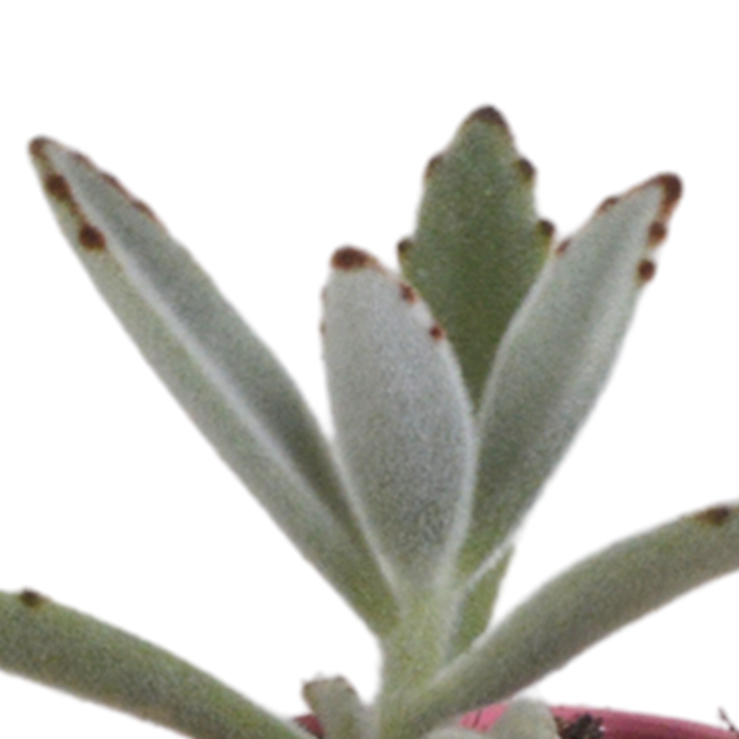 Vetplanten-Mischung 5,5 cm - 5x - in Mexicaanse pot