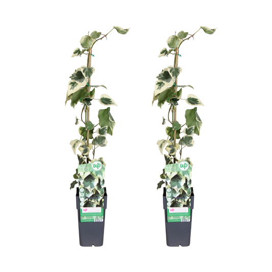 Hedera colchica Dentata Variegata - 2 Stücke - Ø15cm - ↕65cm