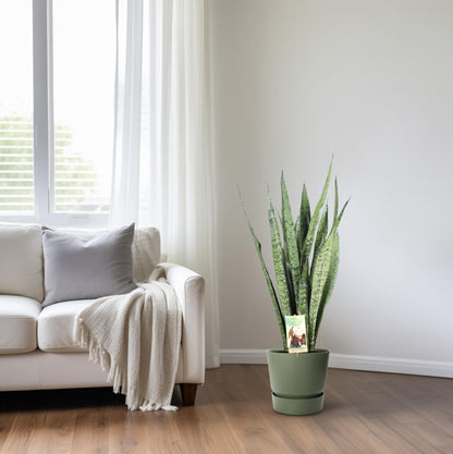 Sansevieria Zeylanica - Ø21cm - ↕75cm