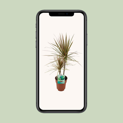 Dracaena Marginata Bicolor - Ø19cm - ↕70cm