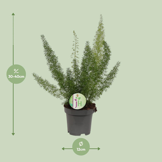 Asparagus Meyeri - Ø12cm - ↕35cm