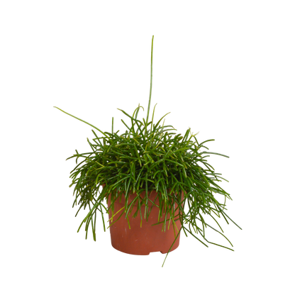 Rhipsalis baccifera Oase 12cm