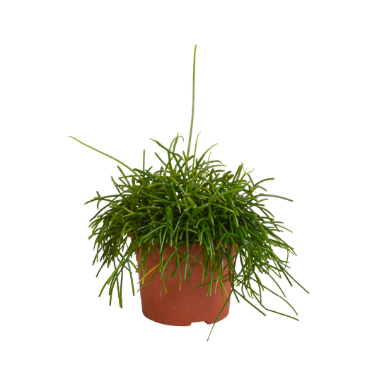 Rhipsalis baccifera Oase 12cm