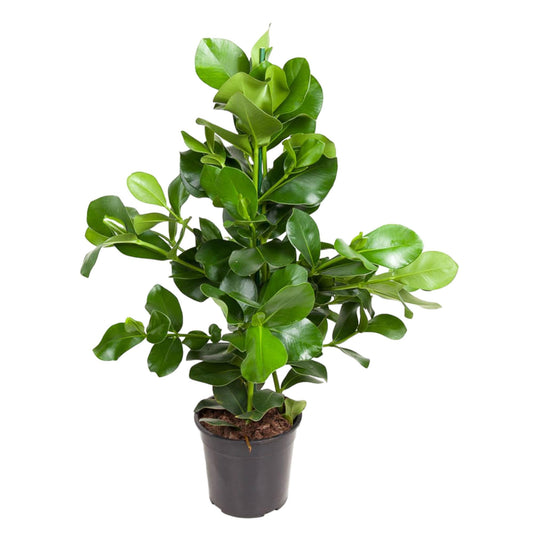 Balsamapfel 110 cm – Pflegeleichte, elegante Zimmerpflanze