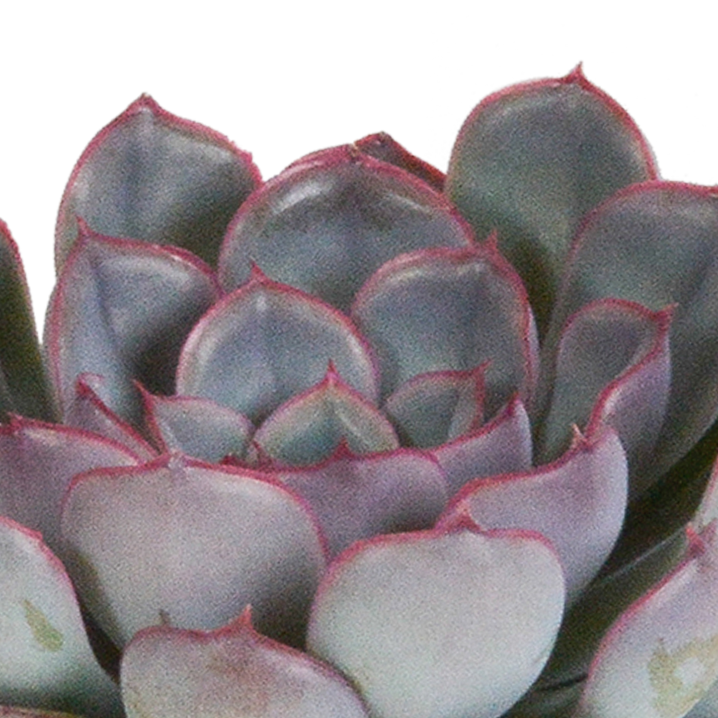 Echeveria Mix 3er Set – Pflegeleichte Sukkulenten 8,5 cm