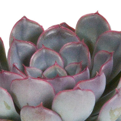 Echeveria Mix 3er Set – Pflegeleichte Sukkulenten 8,5 cm