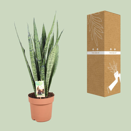 Sansevieria Zeylanica - Ø21cm - ↕75cm