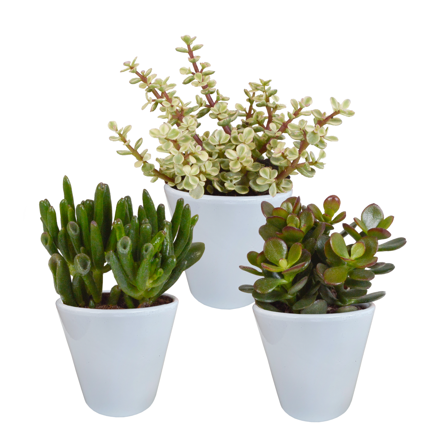 Dickblatt-Mix 3er Set – Pflegeleichte Sukkulenten 8,5 cm