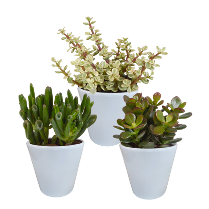Dickblatt-Mix 3er Set – Pflegeleichte Sukkulenten 8,5 cm