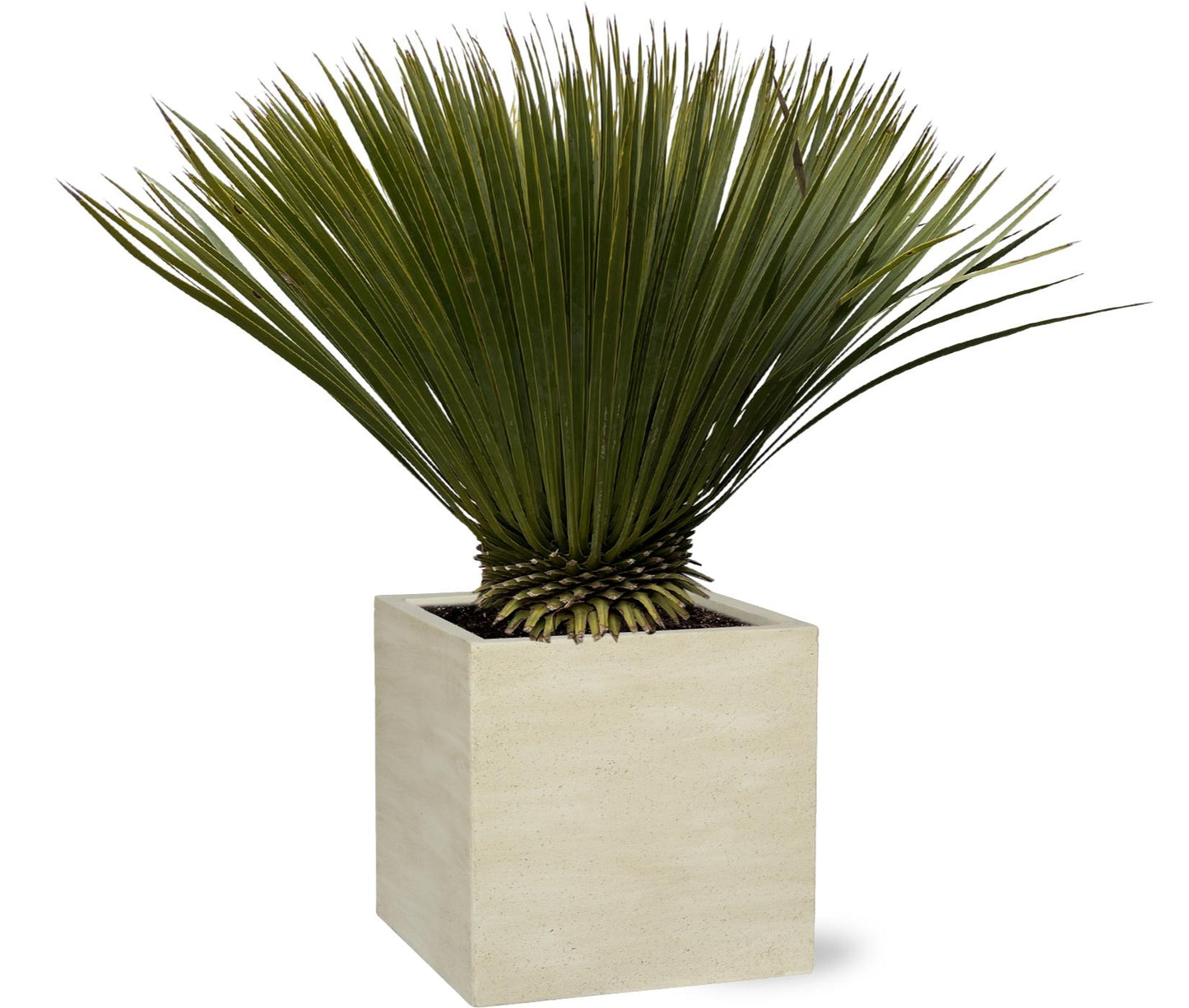 Blaue Palmlilie Yucca Rostrata – 75 cm – Exotische Kübelpflanze
