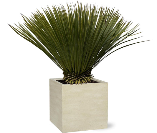 Blaue Palmlilie Yucca Rostrata – 75 cm – Exotische Kübelpflanze