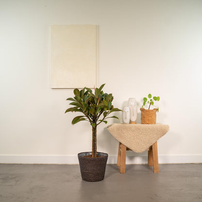 Ficus elastica Melany Stamm + Korb Igmar - ↨90cm - Ø21cm