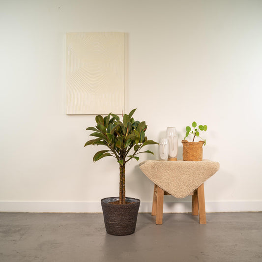 Ficus elastica Melany Stamm + Korb Igmar - ↨90cm - Ø21cm