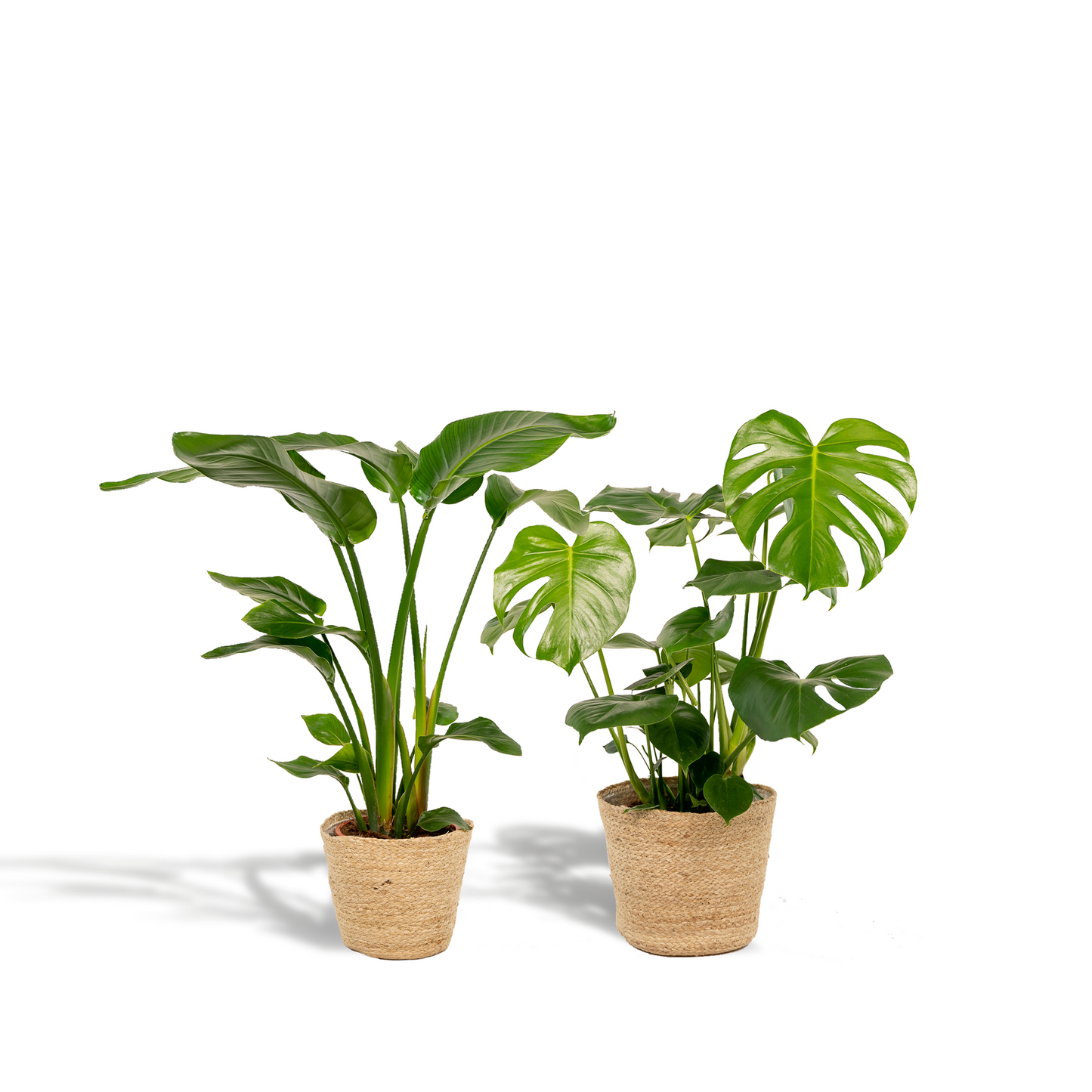 Strelitzia Nicolai - Ø19cm - ↕85cm + Monstera Deliciosa - Ø21cm - ↕75cm + Korb Selin