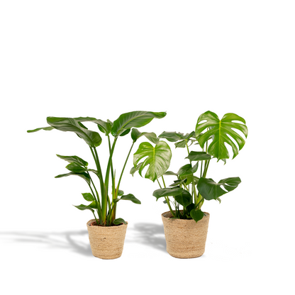 Strelitzia Nicolai - Ø19cm - ↕85cm + Monstera Deliciosa - Ø21cm - ↕75cm + Korb Selin