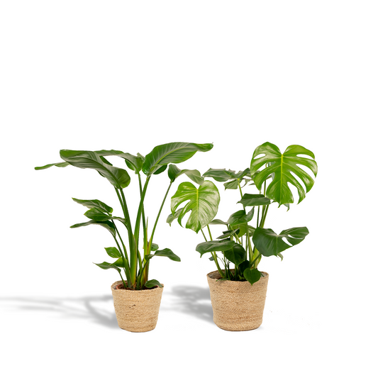 Strelitzia Nicolai - Ø19cm - ↕85cm + Monstera Deliciosa - Ø21cm - ↕75cm + Korb Selin