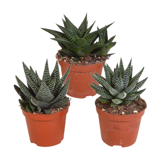 Gasterie & Haworthie Mix – 3er Set Sukkulenten 8,5 cm
