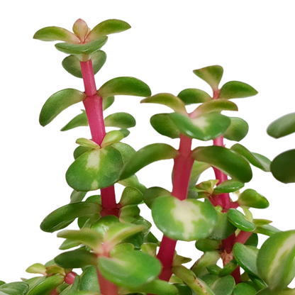 Speckbaum 'Mediopicta' – Pflegeleichte bunte Sukkulente