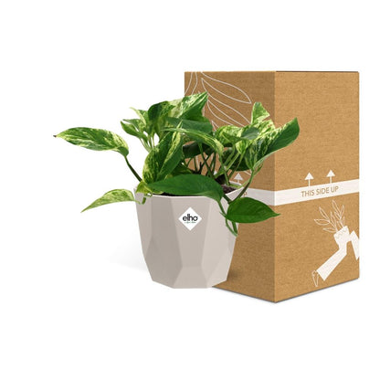 Scindapsus (Epipremnum) Marble Queen in ELHO b.for rock 14 cm warm grey