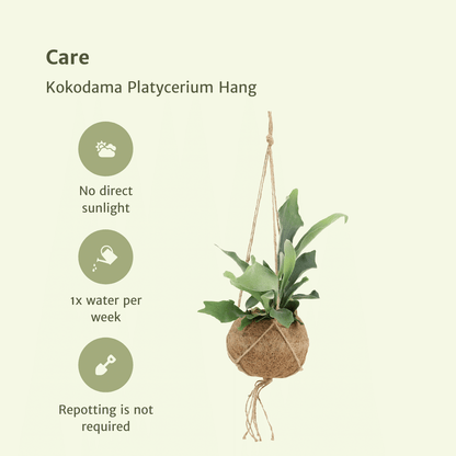 2x Kokodama Platycerium Hang - Hirschhornfarn - 35cm - ø15