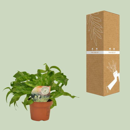 Asplenium Hurricane - Ø12cm - ↕30cm
