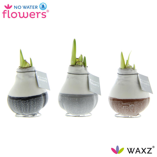 No Water Flowers Waxz Dipz Natural - 3 Stücke - Ø7 cm - ↕15 cm