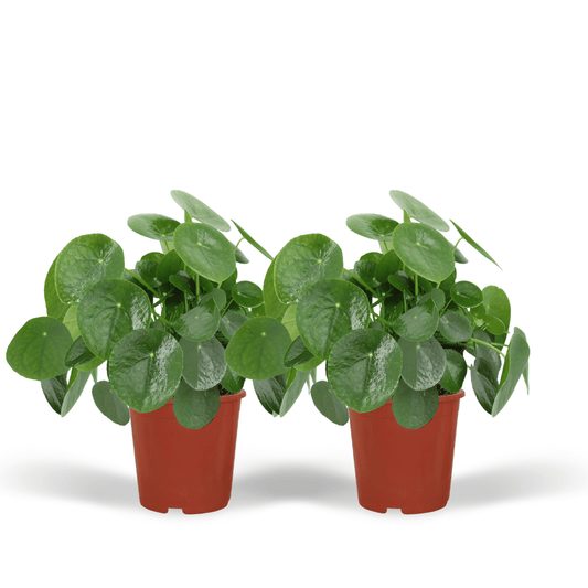 2x Pilea Peperomiodes - Pfannkuchenpflanze - 25cm - ø15