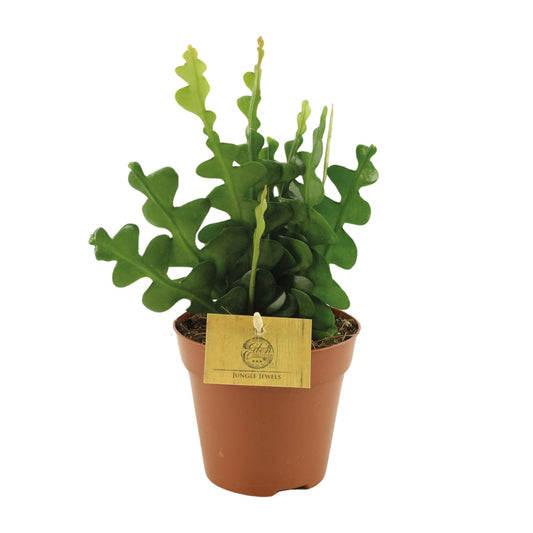Epiphyllum Anguliger - Ø12cm - ↕30cm