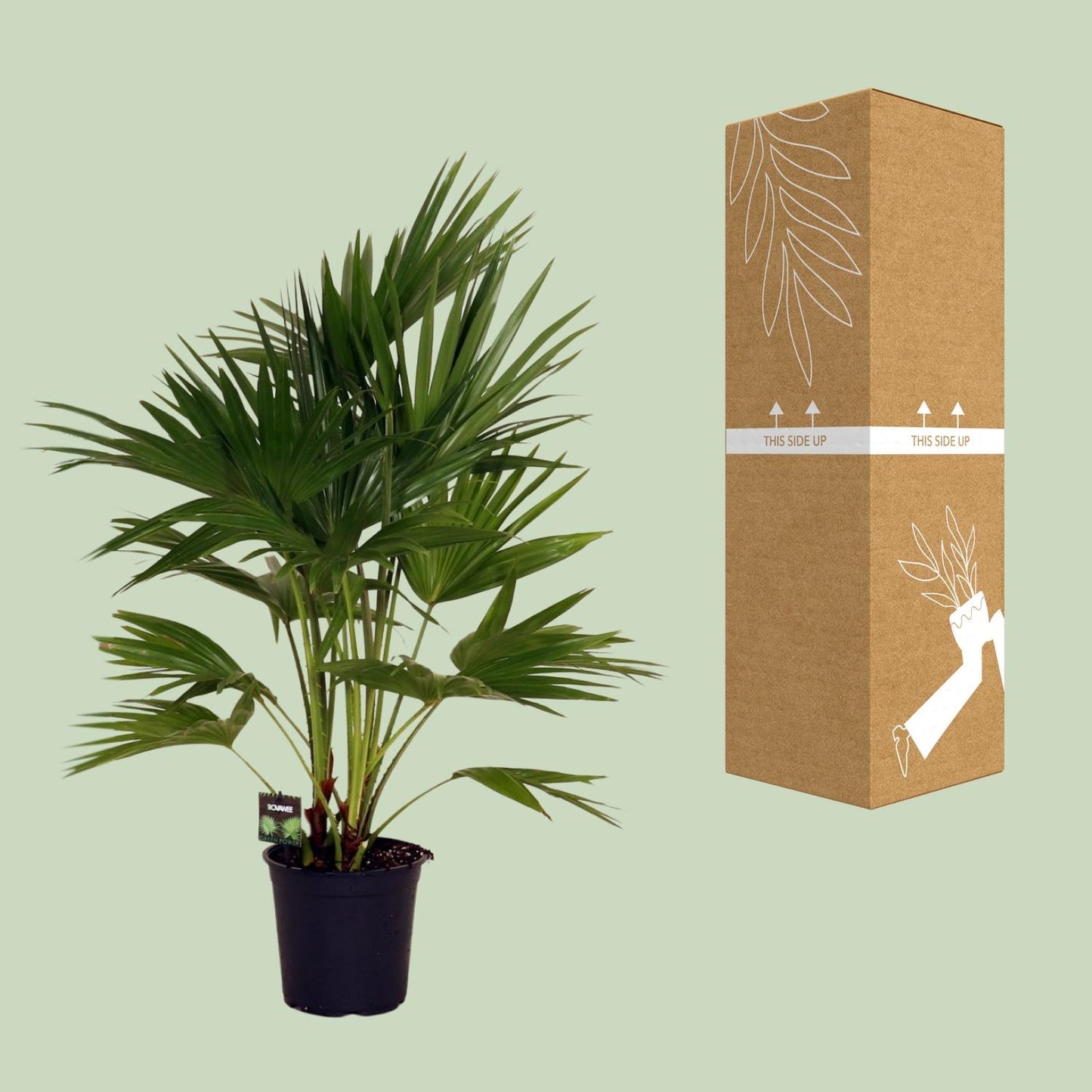 Livistona Chinensis - Ø24cm - ↕100cm