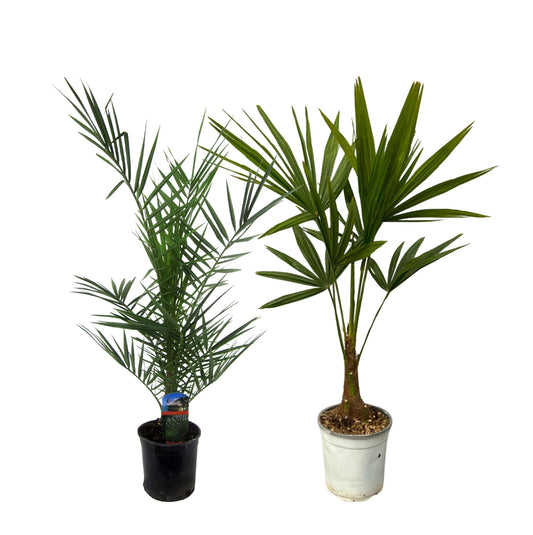 Palmen Set Phoenix & Hanfpalme 80-100 cm – Mediterranes Flair