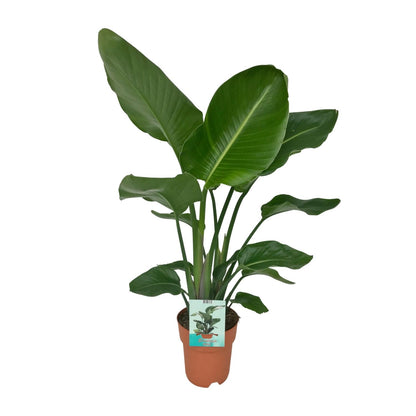 Strelitzia Nicolai - Paradiesvogelpflanze - Ø19cm - ↕90cm