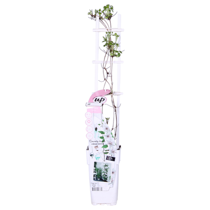 Clematis Corinne - Clematis Evison WeiÃŸ Ø15cm - ↕65cm - Ø15 - ↨65cm