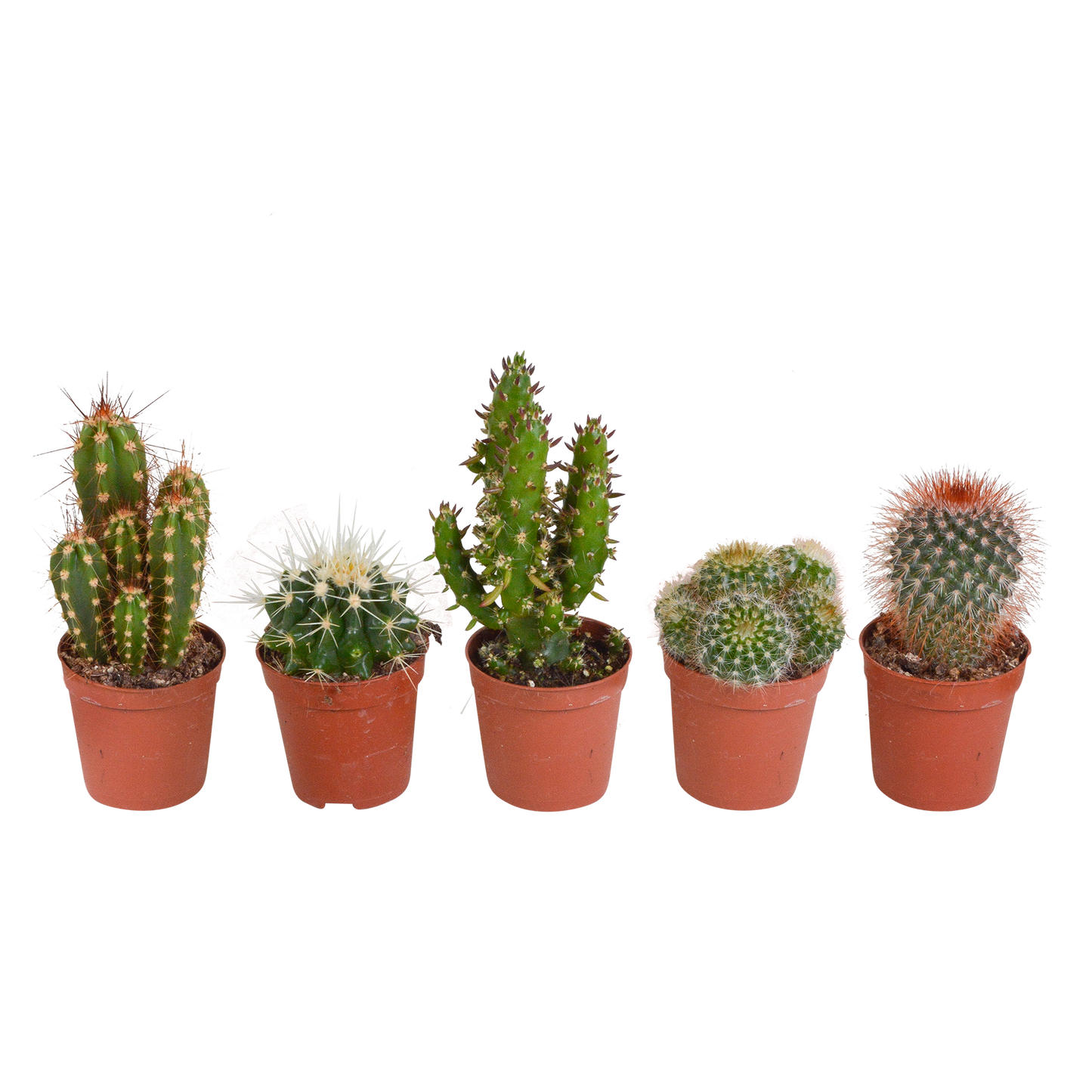 Kakteen-Mischung 5er Set im 5,5 cm Topf – Pflegeleicht & Dekorativ
