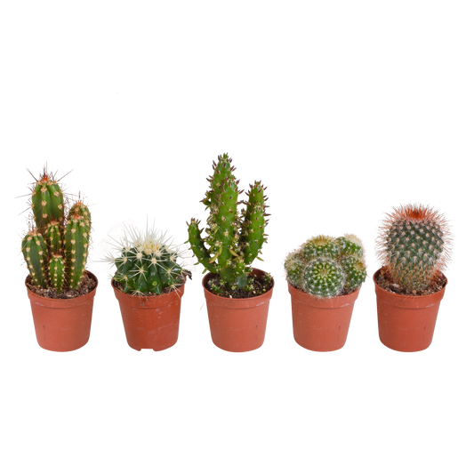 Kakteen-Mischung 5er Set im 5,5 cm Topf – Pflegeleicht & Dekorativ