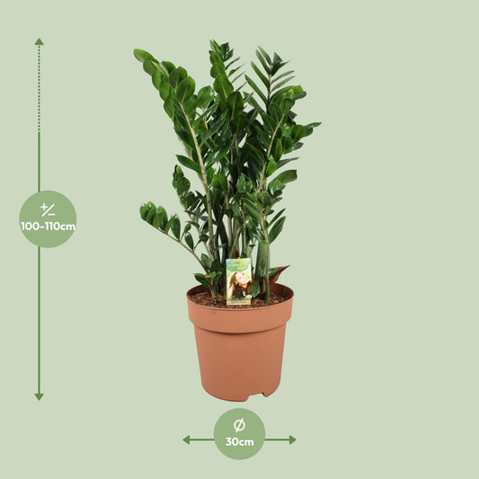 Zamioculcas Zamiifolia - Ø30cm - ↕110cm