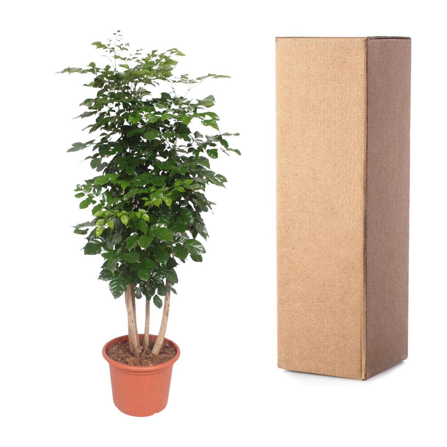 Glücksfeder 'Hainanensis' – Große, pflegeleichte Zimmerpflanze 190 cm