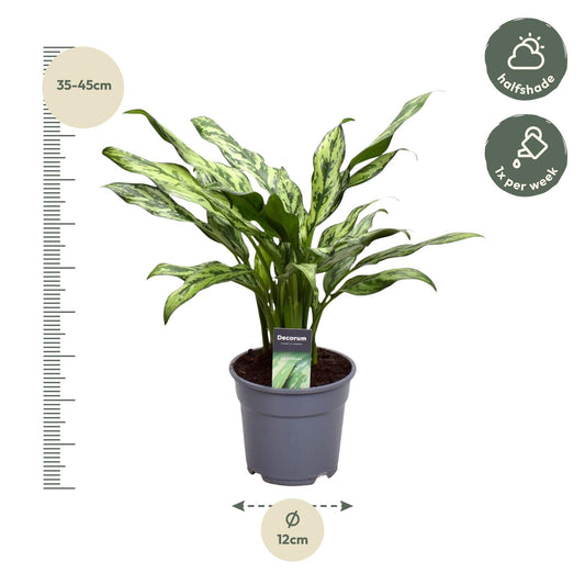 Kolbenfaden Juliette – Stilvolle und pflegeleichte Zimmerpflanze 40 cm