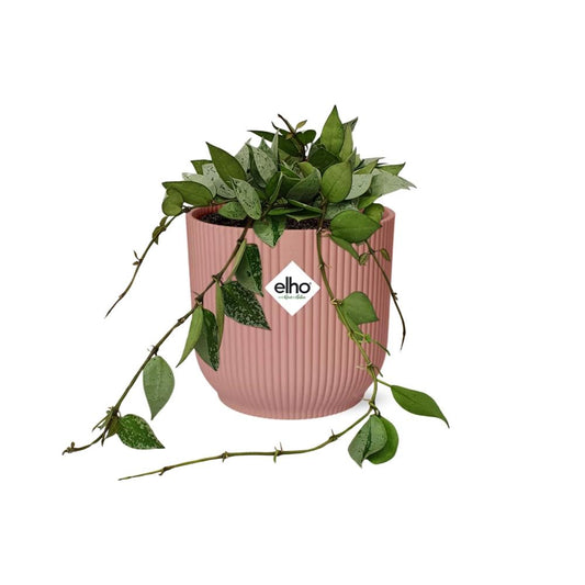 Hoya Krohniana Eskimo in ELHO Vibes Fold 14cm roze