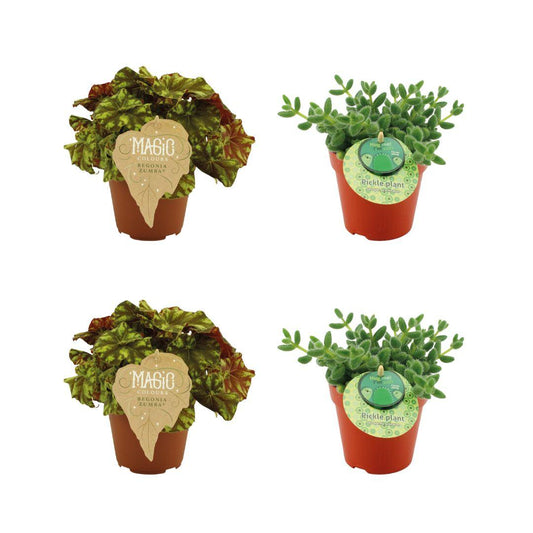 2x Begonia Rex Zumba - 2x Delosperma Echinatum - 4 stuks - Ø12cm - ↕20-25cm