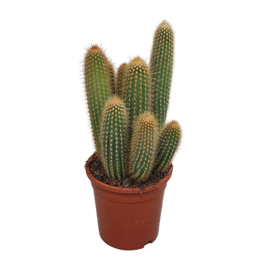 Vatricania Guentheri 17 cm – Exotischer Säulenkaktus Rarität