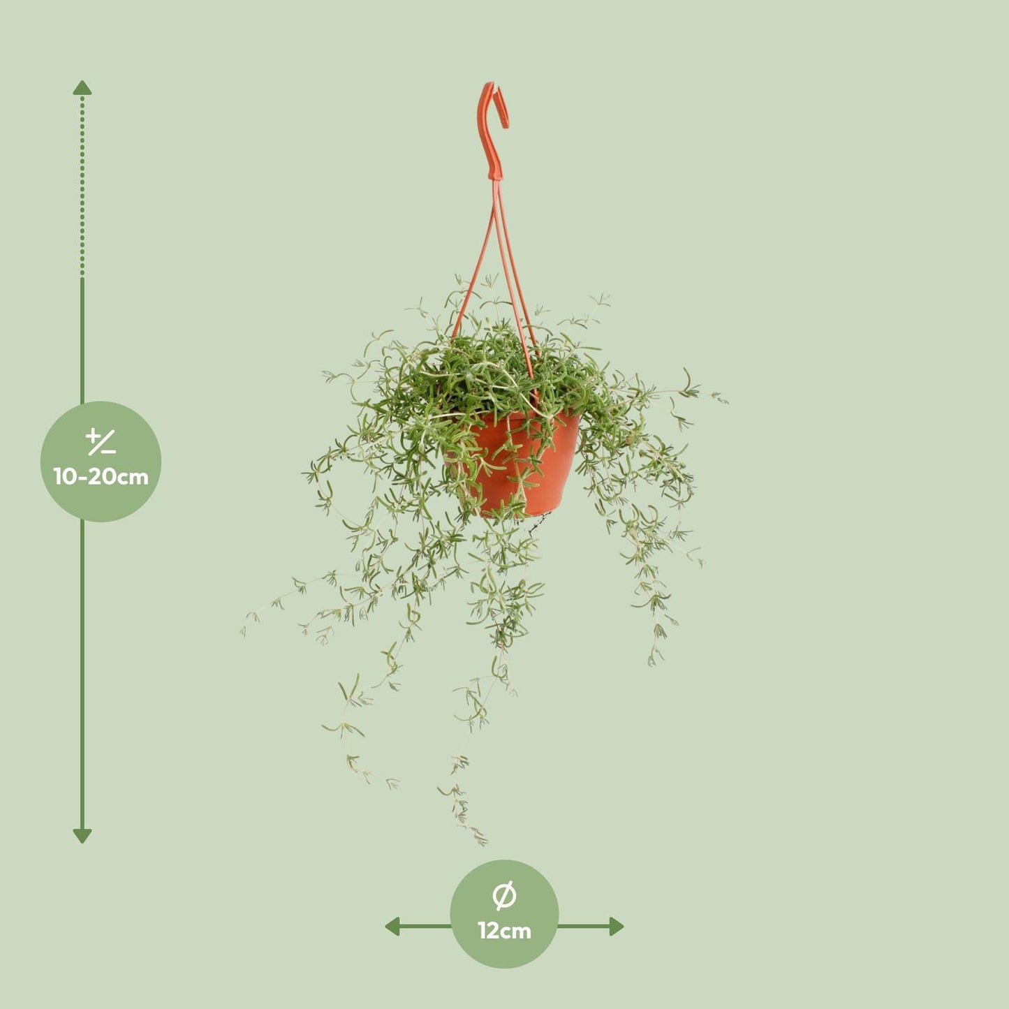 Senecio Twinkle Littele  Star - Ø12cm - ↕15cm